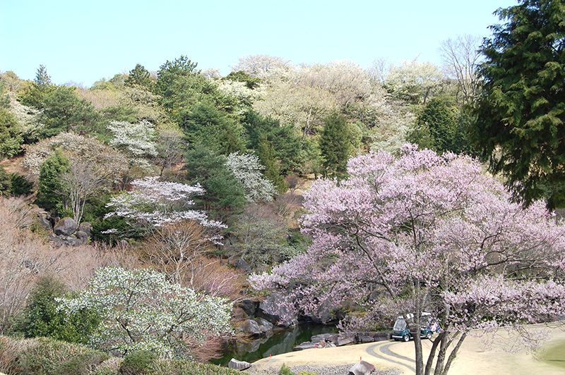 ９番ホール大滝の桜